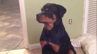 9 month old Rottweiler sings Ave Maria [upl. by Thorbert]