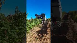 Сбор урожая винограда A vindima com máquina Grape harvest [upl. by Ardiedak]