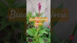 Celosia plant flower plantbeautiful nature garden flower 😍 [upl. by Downs498]