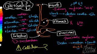 08 Carbohydrates Digestion Absorption Moaz Wahdan [upl. by Cutter]