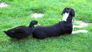 Dog being pecked by duck [upl. by Asselam]