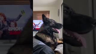 🐾 Retired Police Dogs Priceless Reaction to Hearing Cocaine During Grocery List 😂 [upl. by Nayrb]