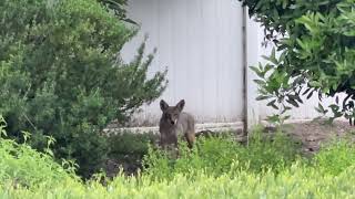 The Coyotes in our neighborhood are becoming more aggressive [upl. by Elcarim]