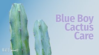 Myrtillocactus Geometrizans 101  Blue Boy Cactus Care Guide  Tips to Repot Grow amp Propagate [upl. by Kylynn]