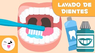 Cómo lavarse los dientes paso a paso  Lavado de dientes para niños [upl. by Lyrehc846]