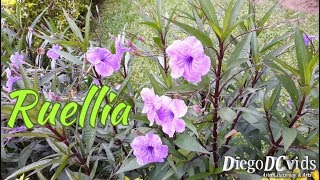 Ruellia simplex  Ruellia brittoniana  Mexican petunia  wild petunias Ruellieae [upl. by Etnohs714]