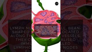 Lymphatic system  Life Processes  Life Processes  Class 10 Biology [upl. by Alfred666]