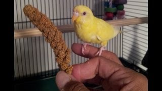 Teaching a parakeet to perch on your hand [upl. by Iah704]