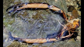 Camarón de Río  Bigclaw River Shrimp Macrobrachium carcinus [upl. by Archie]