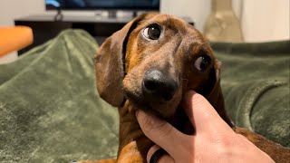 A night in the life of a mini dachshund [upl. by Roxi]