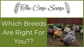 Compatible Chicken Breeds For a Mixed Flock [upl. by Neahs]