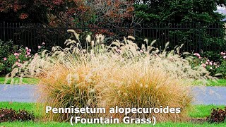 Pennisetum alopecuroides Fountain Grass Amazing Easy to Grow Highly Decorative Ornamental Grass [upl. by Madaih]