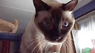 My Talking Tonkinese on Earthquakes [upl. by Baumann830]