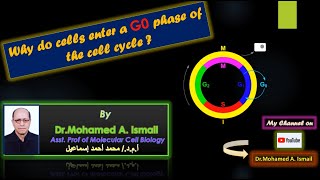 Why do cells enter a G0 phase of the cell cycle لماذا تدخل الخلايا هذه المرحلة من دورة الخلية [upl. by Verity545]