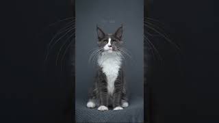 Maine Coon Cat Growing UP catographer cat growingup timelapse mainecoon kitten babycat [upl. by Hoashis61]