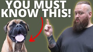 3 THINGS TO KNOW BEFORE GETTING A BULLMASTIFF [upl. by Adnahsam]