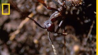 Les fourmis légionnaires sèment la mort dans la forêt tropicale [upl. by Arayc]