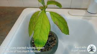 Avocado from seed  Leaves turning brown [upl. by Shuping511]