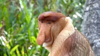 Bekantan  Proboscis Monkey [upl. by Eberto]