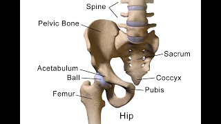 Facts Surface anatomy about parts of Hip bone in anatomical position [upl. by Aruam]