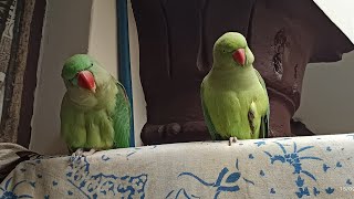 shararti mithu 🦜 eh ni bethde ek jaghasara din ghumde rehnde ghar chviralvideomithurajavlog23 [upl. by Appel]