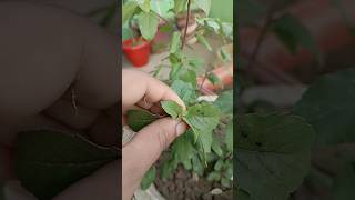 pinching plant for new growth gardening shorts [upl. by Murton11]