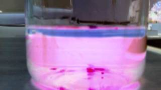 Science experiment on immiscible liquids [upl. by Donni]