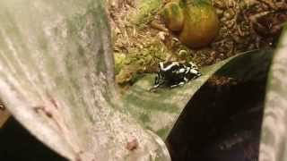 Dendrobates auratus calling [upl. by Wyler]