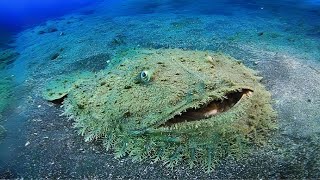 Wobbegong 🦈 The Hidden SHARK of the Deep [upl. by Robb]