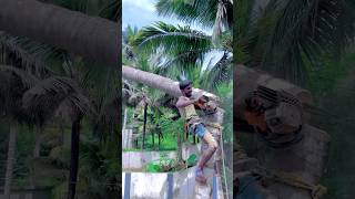 Tree cutter Suyambu Tamilnadu tree cutter [upl. by Neville]