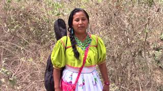 Cultura MusicalHuichol de La Sierra Video Oficial 2017 [upl. by Norrehc]