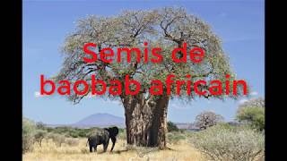 Comment faire germer les baobabs en 5 jours [upl. by Cristobal]