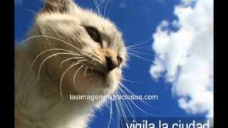 videos chistosos  gatos chistosos [upl. by Ez]