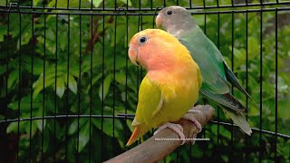 RosyFaced Lovebirds Chirping Sounds  Young WhiteHeaded Green Opaline amp RedHeaded Lutino [upl. by Arabele]