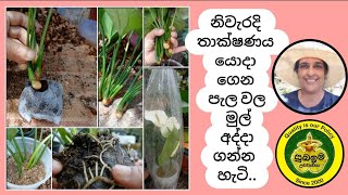 Propagating Anthurium නිවැරදි තාක්ෂණය යොදාගෙන පැල වල මුල් අද්දා ගන්න හැටි🌿🌸anthurium plants [upl. by Lamb]