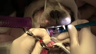 Brachycephalic Breeds [upl. by Dyoll]