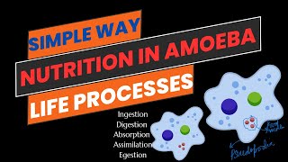 Nutrition in Amoeba [upl. by Ellener]