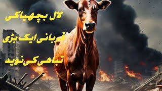 Red Heifer  Reality of red heifer sacrifice What Jews are planning next  Is it end of time [upl. by Ecnedac]