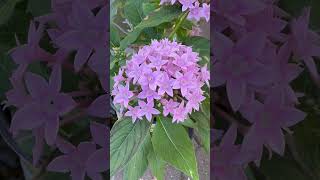 Pentas Lanceolata🌸 [upl. by Hulen913]