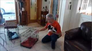 How to Housebreak a Puppy Crate Training [upl. by Artied]