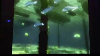 Finding Nemo Whale Live Action [upl. by Htebazle40]