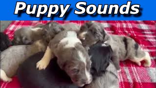 Puppy Sounds  Sounds Dogs Love [upl. by Inami]