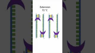 Polymerase Chain Reaction PCR shorts [upl. by Woo]