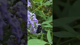 Xylocopa violacea bee nature insects life [upl. by Carline700]