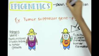 Epigenetics Methylation Acetylation and ncRNA [upl. by Pages693]