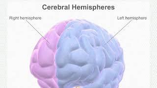 The Cerebral Cortexbrainanatomyandphysiology [upl. by Eatnom365]