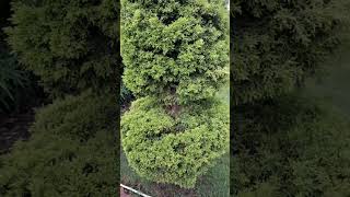 Cryptomeria japonica plant plants garden nature peace relaxing [upl. by Tadashi]