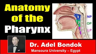 Anatomy of the Pharynx Dr Adel Bondok [upl. by Assirual]