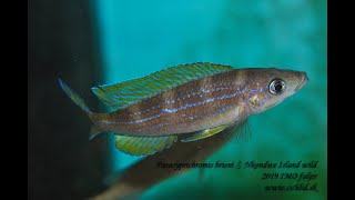 Paracyprichromis brieni Nkondwe Island wild [upl. by Oijile187]