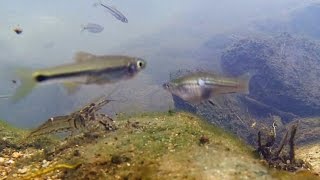 Fishwatching freshwater creek on Lantau Island Hong Kong [upl. by Eniamirt]